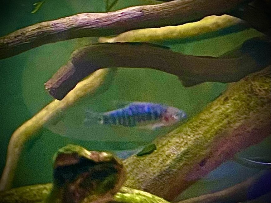 Danio erythromicron zwana również koliberkiem