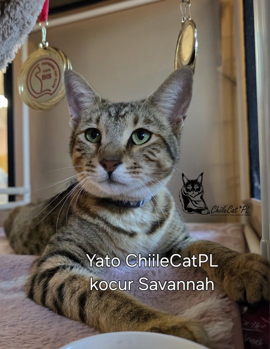 Kocur Savannah F6 SBT