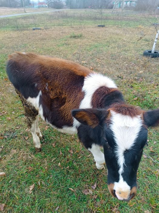 Продам теличку на держання
