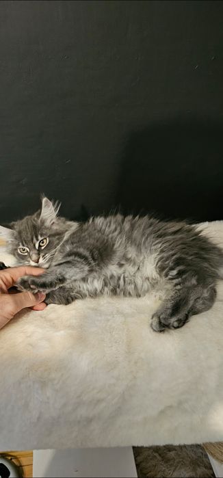Kocurek Maine coon