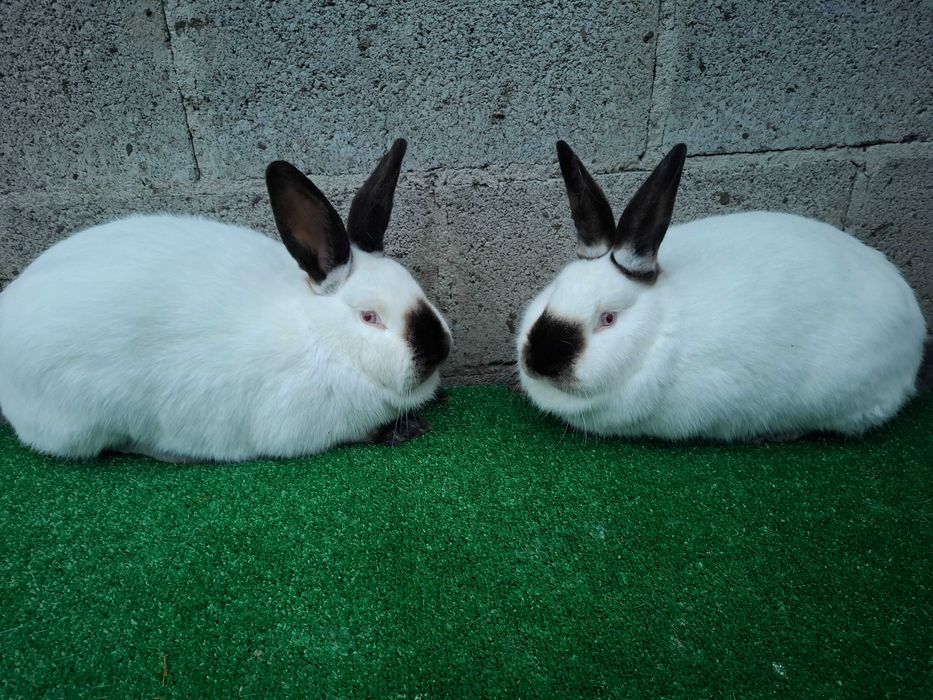 Кролі Каліфорнійці