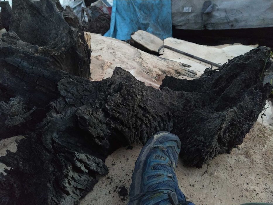 Korzeń do akwarium czarny dąb