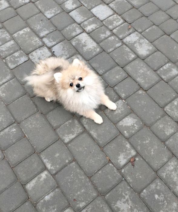 Померанский шпиц девочка