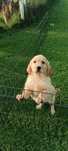 Piękna suczka Golden Retriever