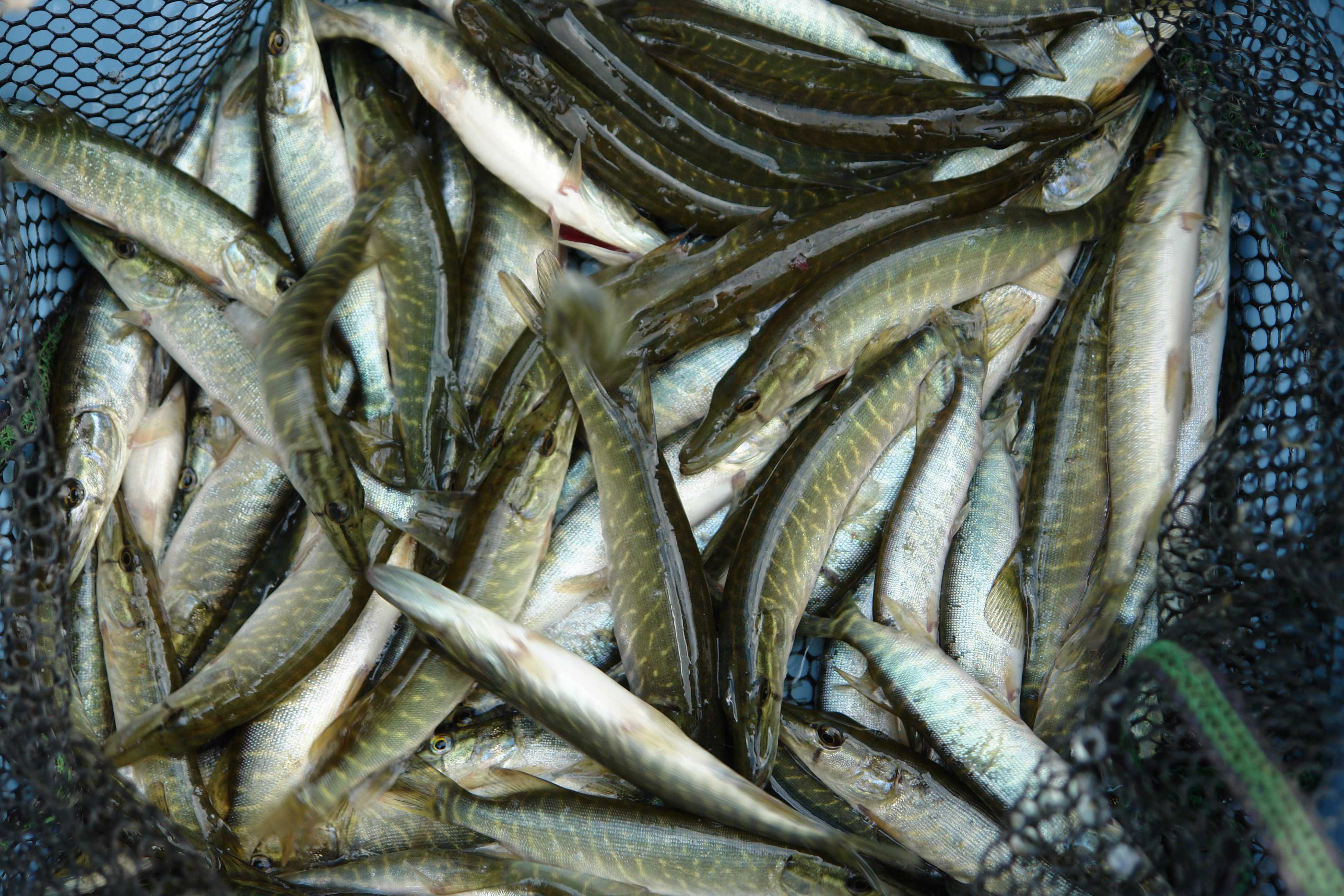 narybek karpio-karasia 10-13cm 100szt 180zł