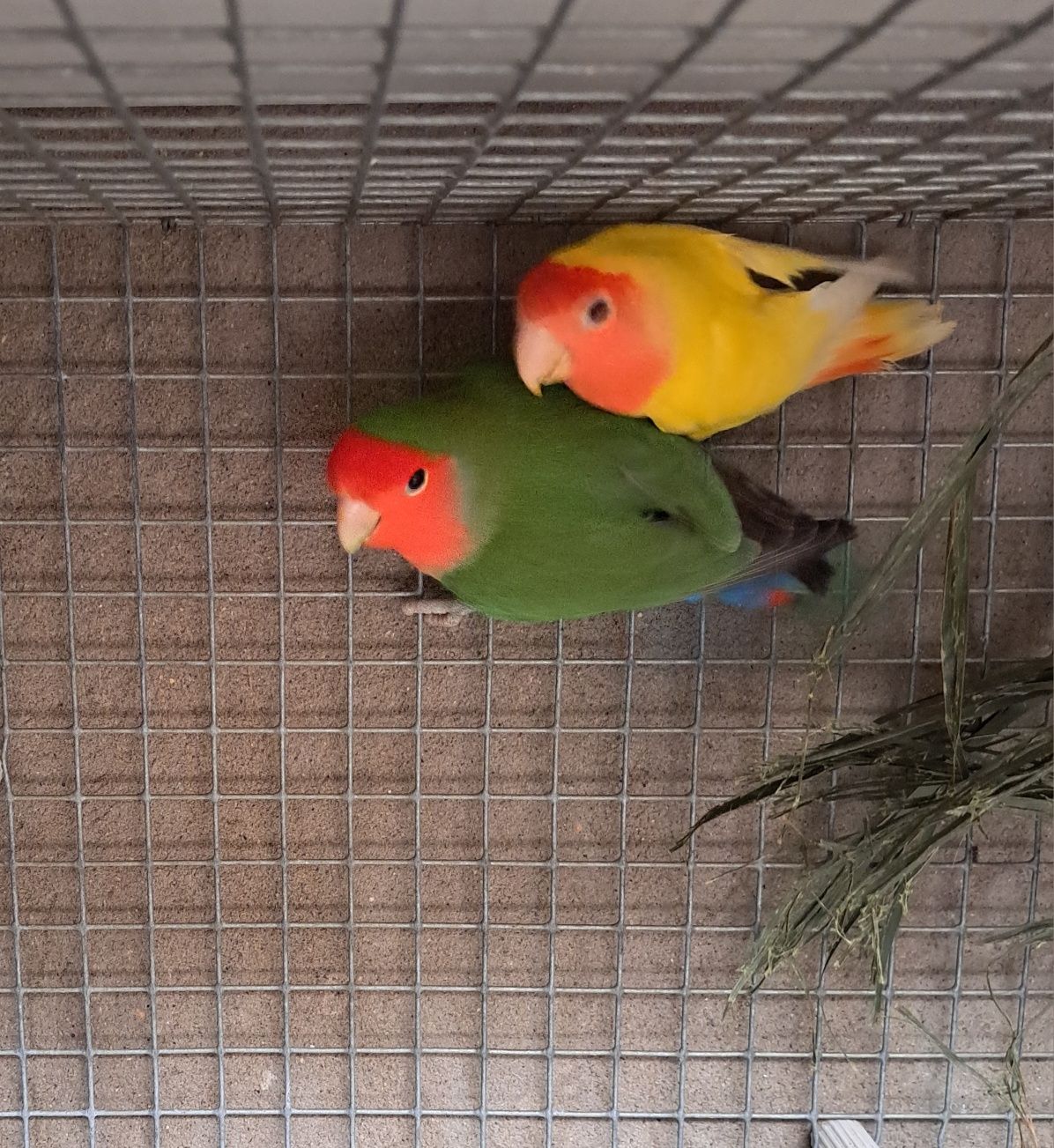 Casal agapornis.