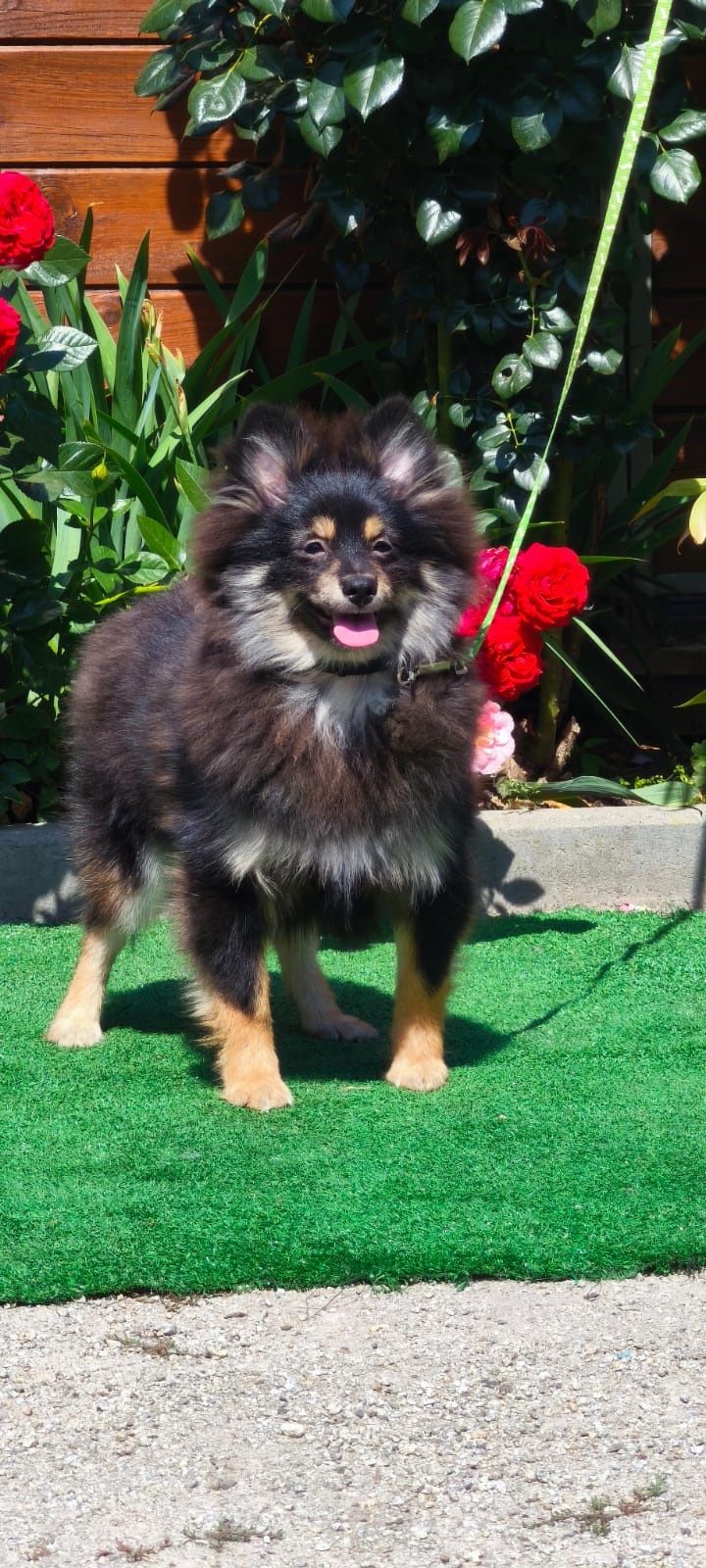 Pomeranian pies gotowy do odbioru