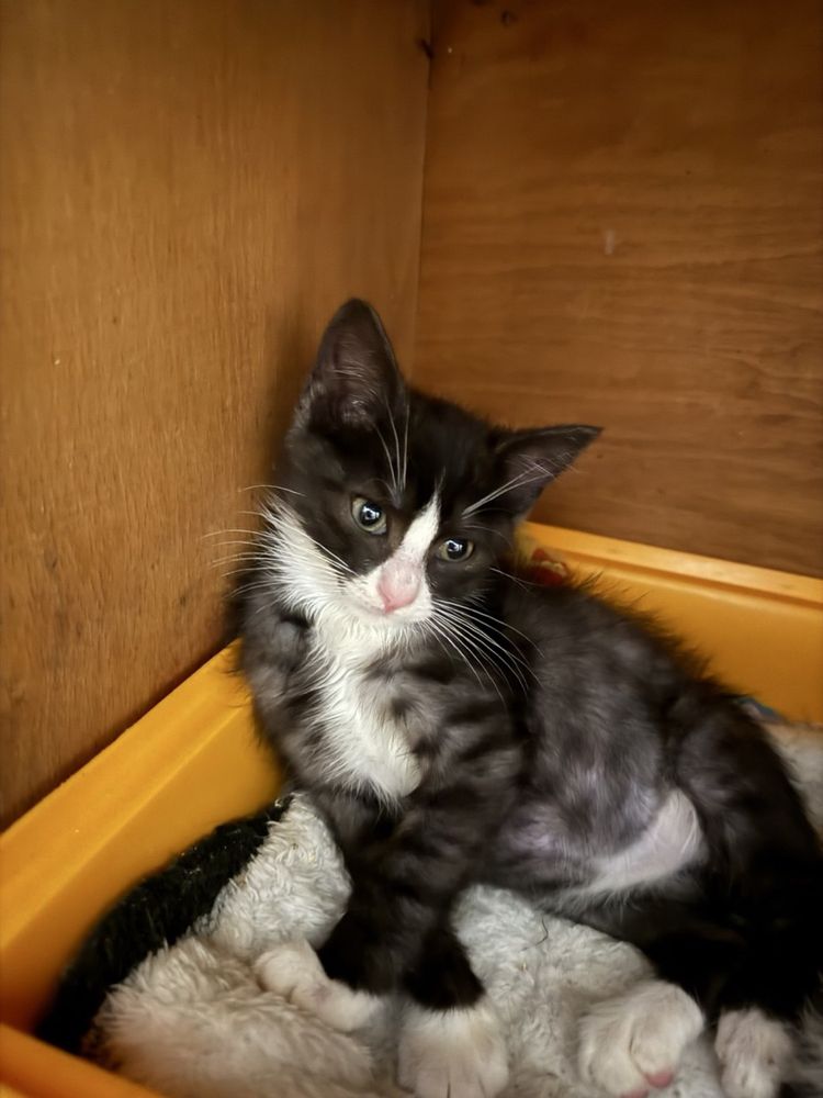 Кот. Кошка. Кошеня. Котенок. Коти.