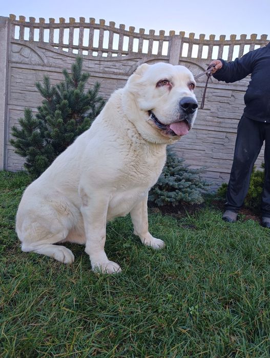 Owczarek środkowoazjatycki