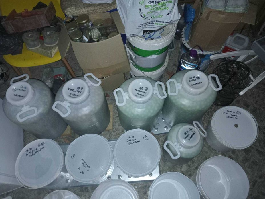 Azeitona em Salmoura ao KG