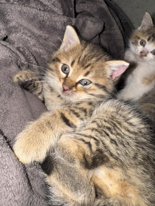 Віддам безкоштовно :) котиків :)