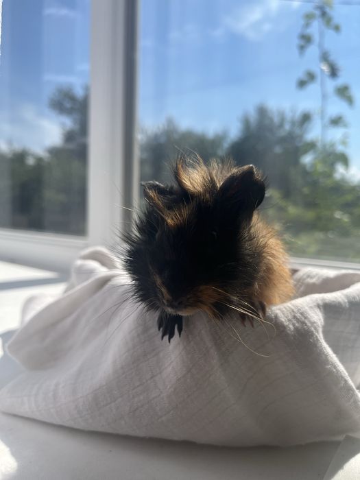 Морська свинка розеточка