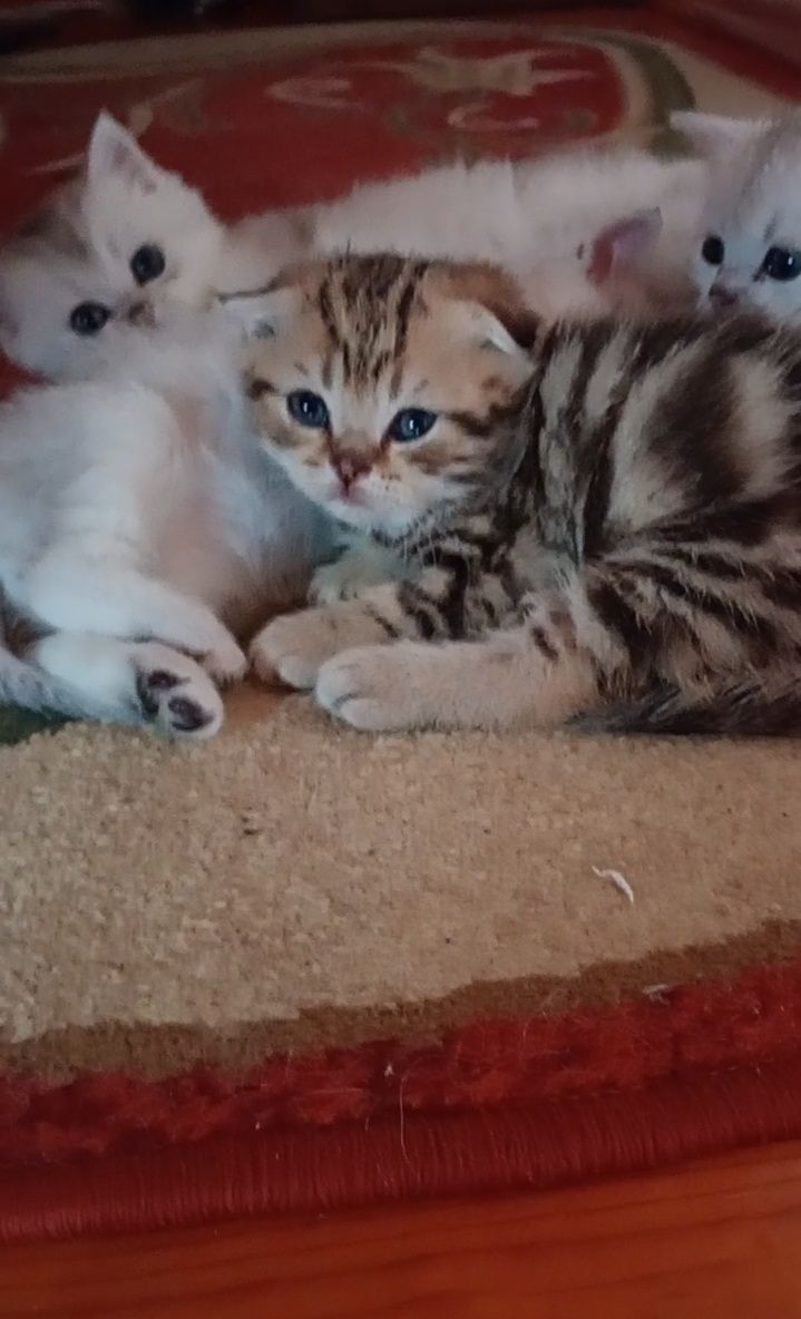 Скотіш фолд хлопчик таббі