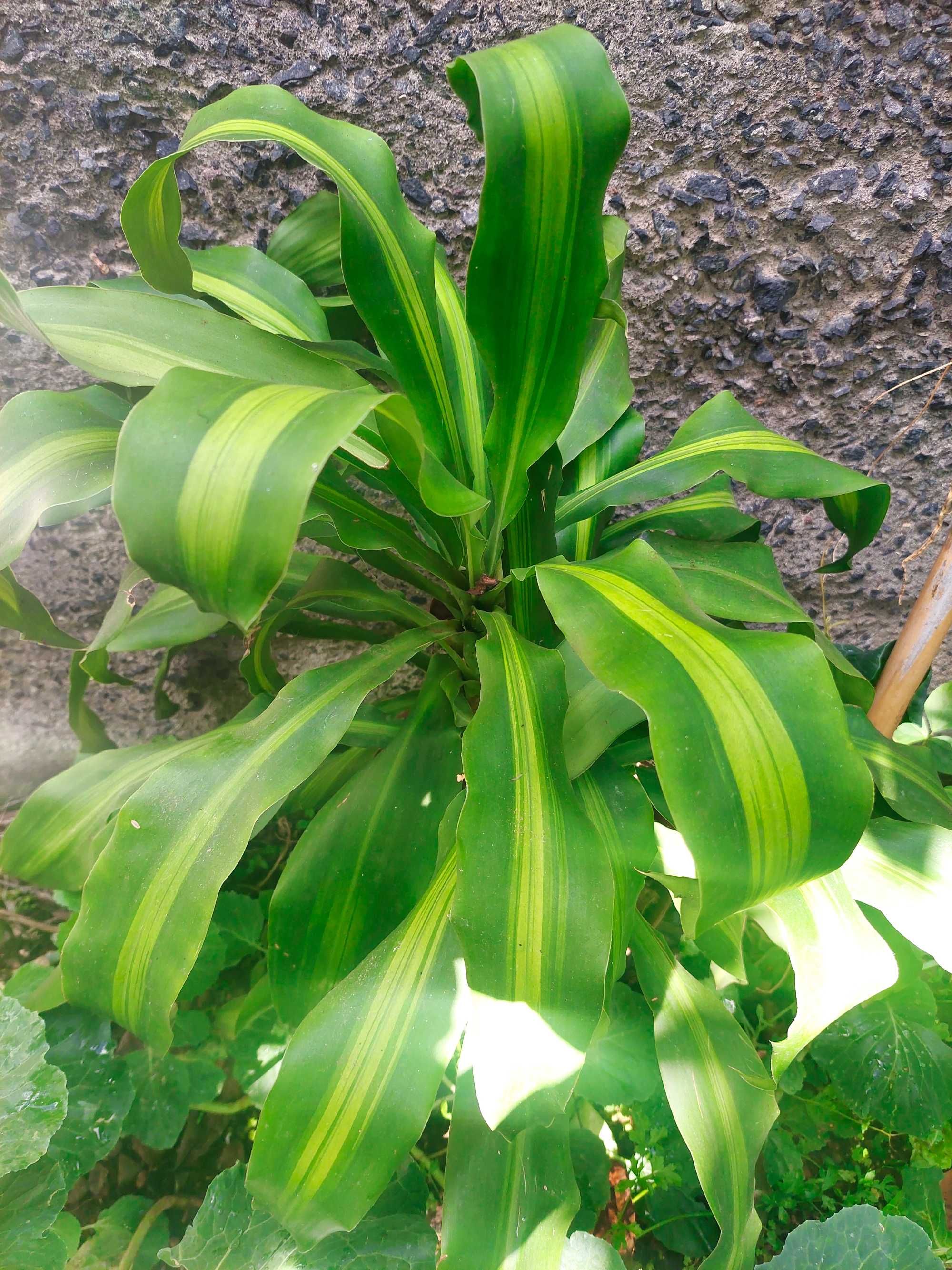 Diversas plantas/flores. 50€ cada