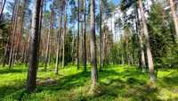 Działka leśna - las sosnowy
