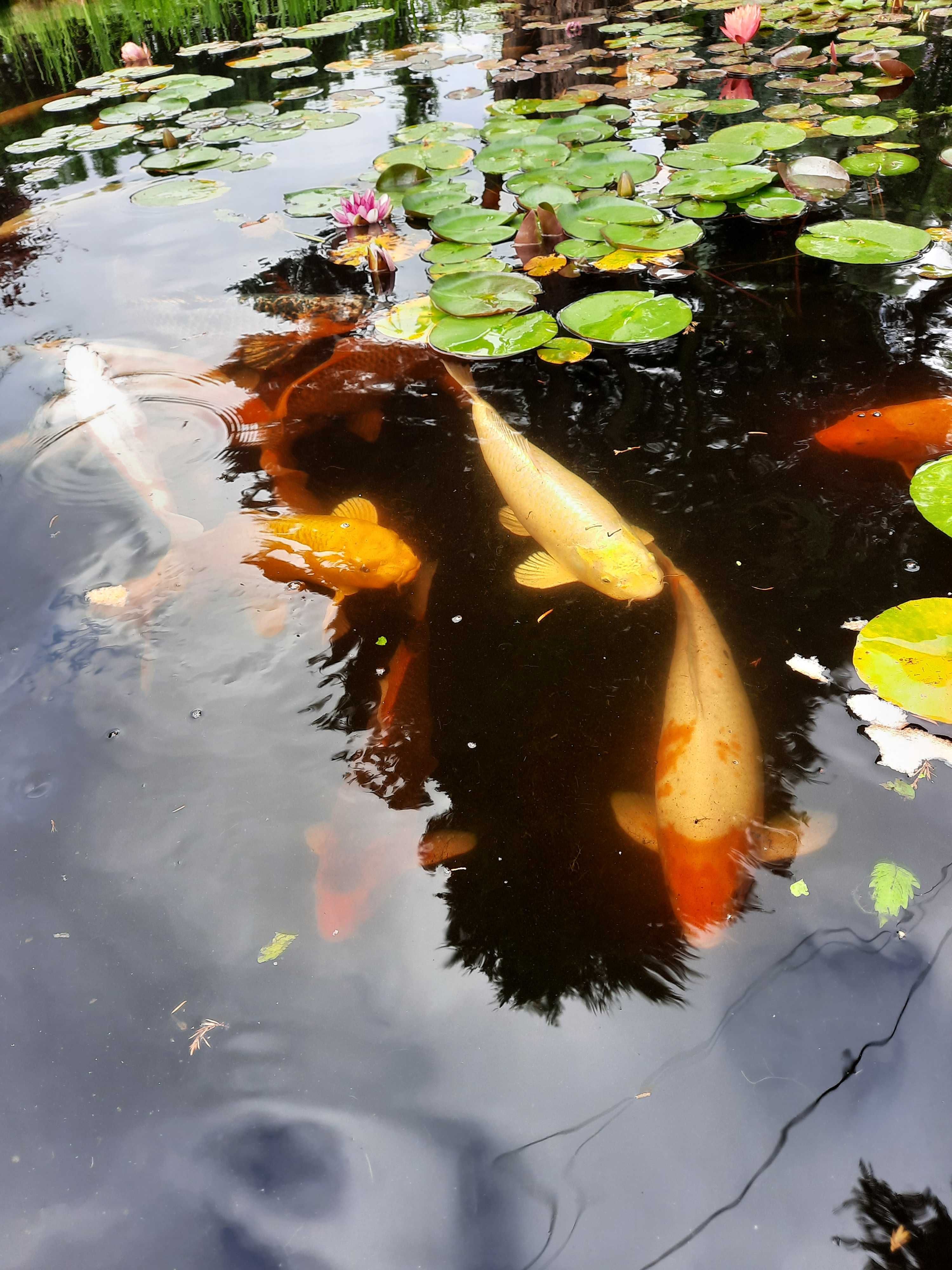 Karpie koi 50 cm