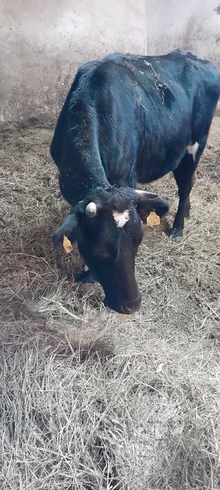 2 jałówki mleczne do zacielenia