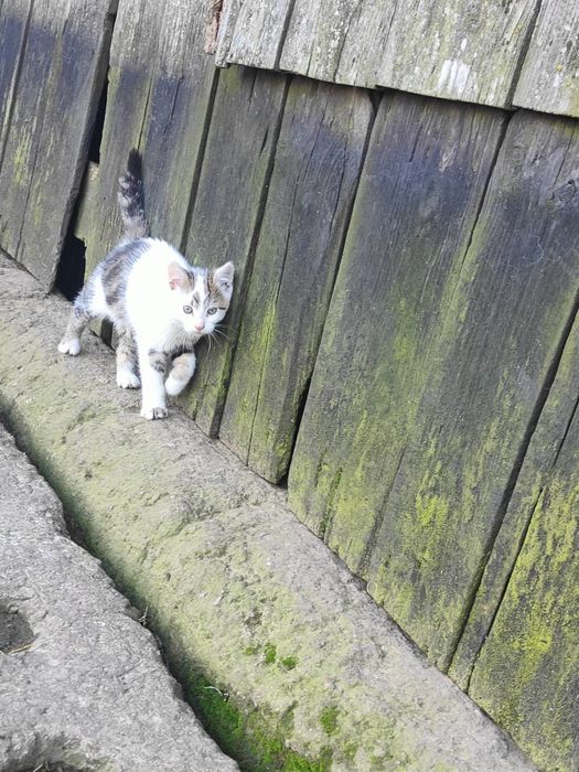 Oddam w dobre ręce 4 kotki