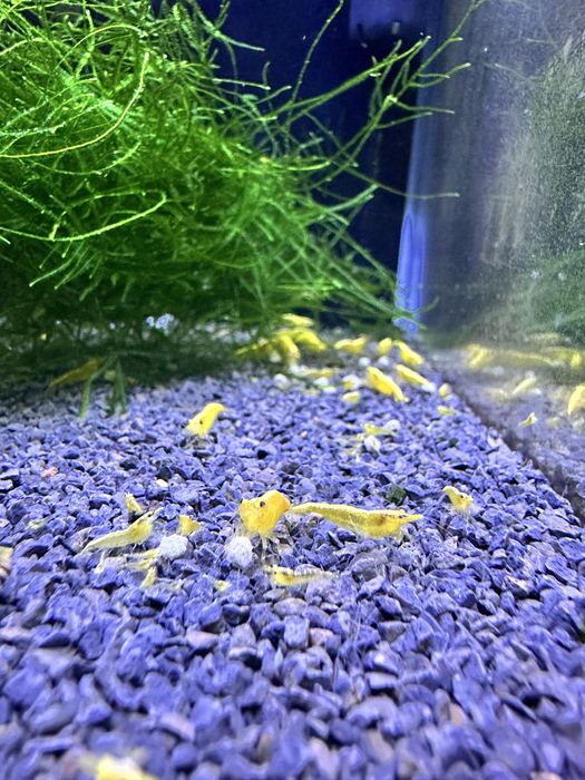 Neocaridinas yellow golden back