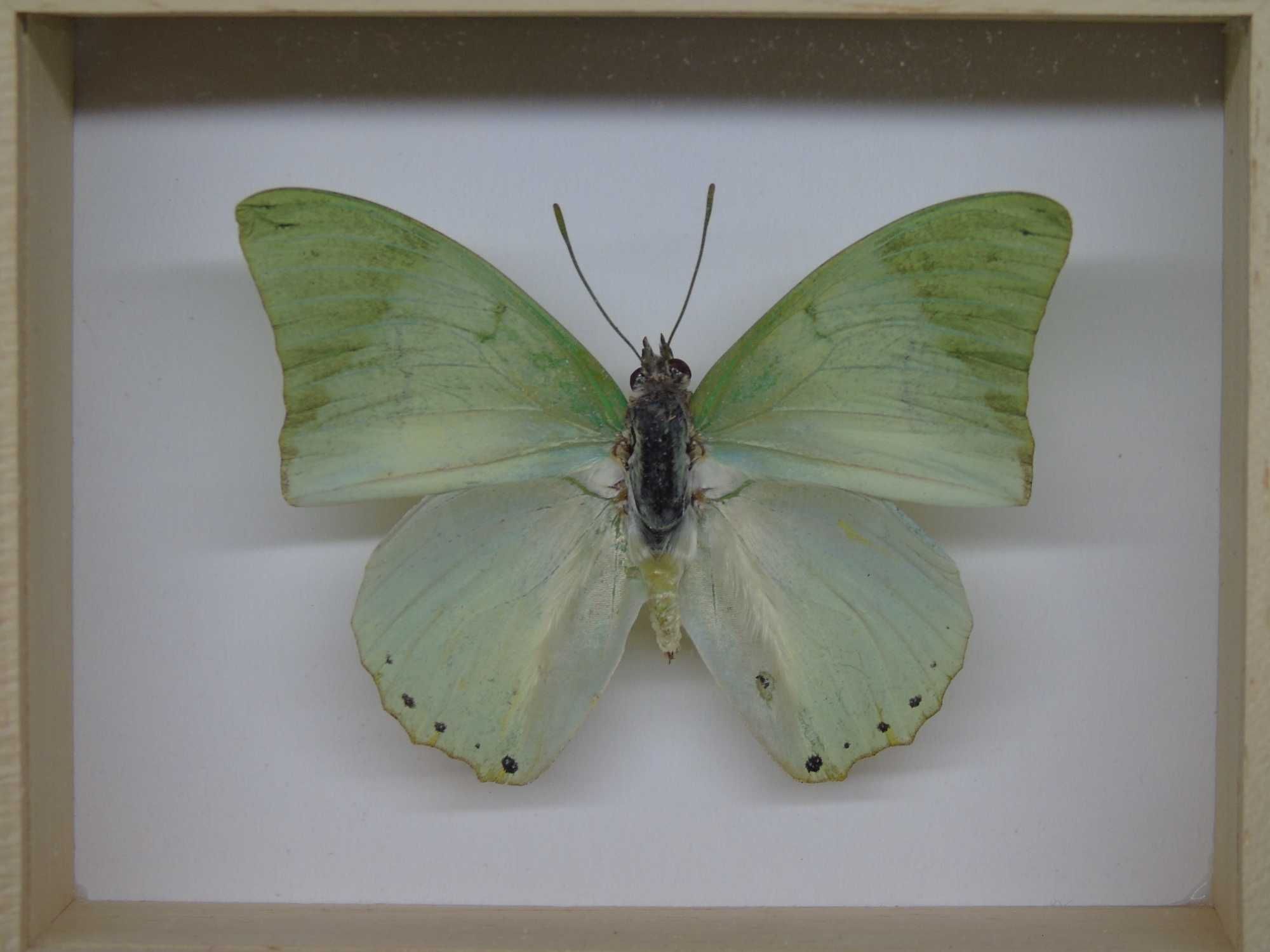 Motyl w ramce 10x8 cm . Charaxes subornatus - Afryka .