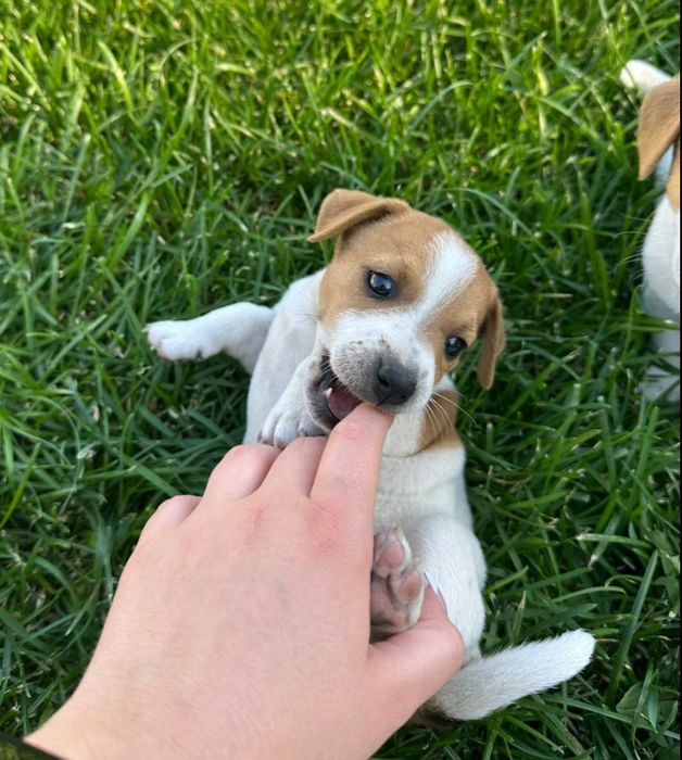 Джек Рассел тер'єр