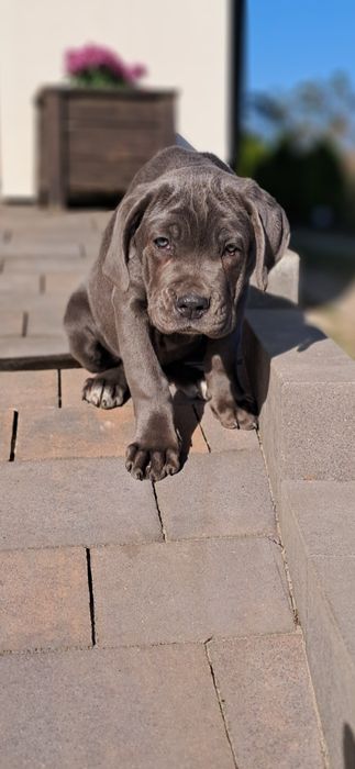 Cane corso Italiano rodowód 6 pokoleń