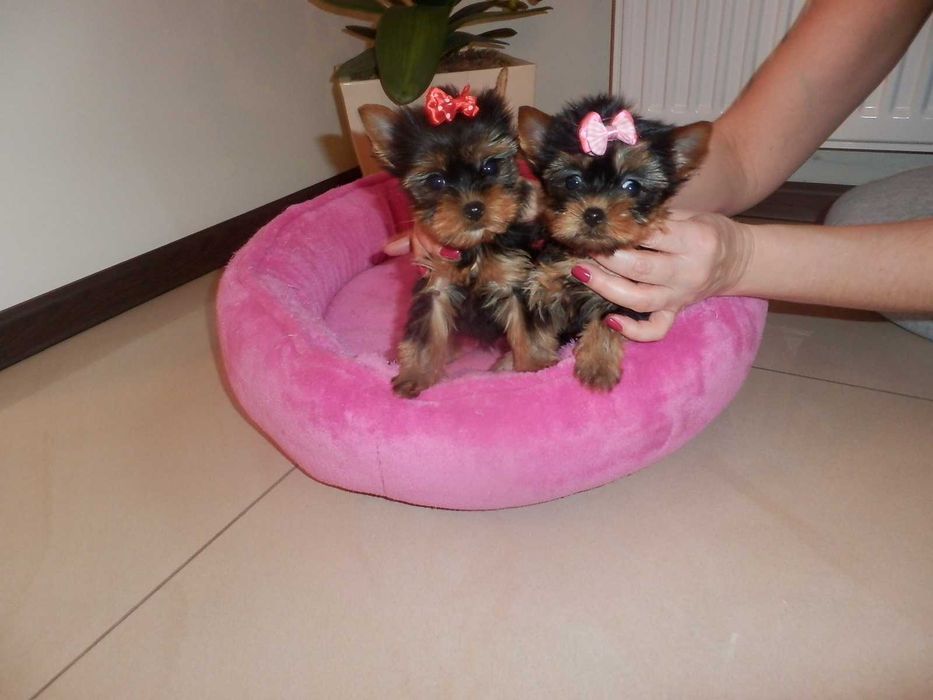 York Yorkshire Terier sliczna mini sunia