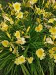 Liliowce. Liliowiec. Roślina wieloletnia.