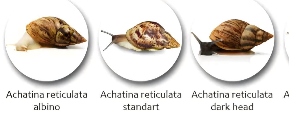 Пара Ахатин Ретикулят Стандарт