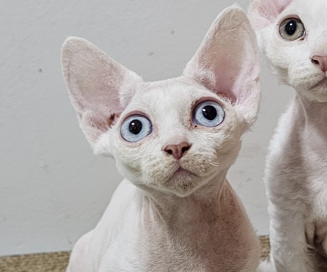 Kotka Devon Rex Zara