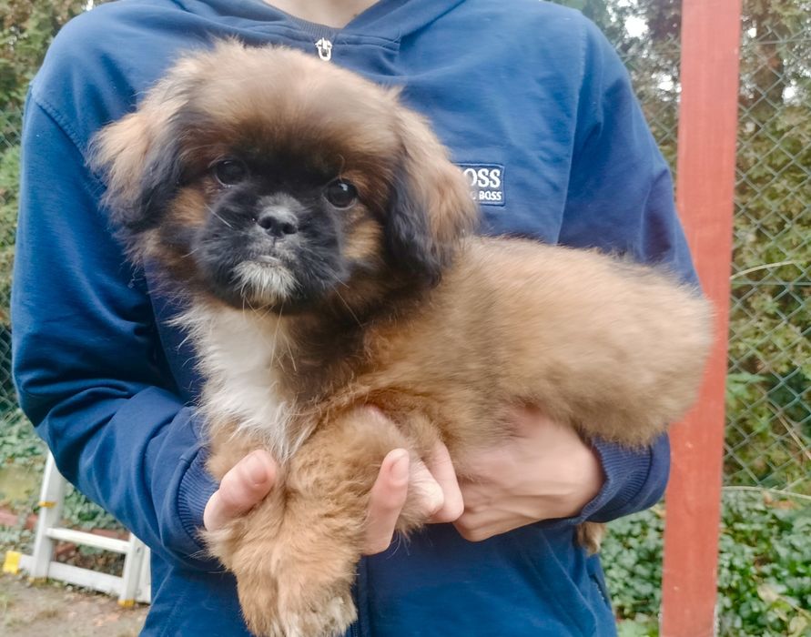 Brązowa suczka Shih Tzu