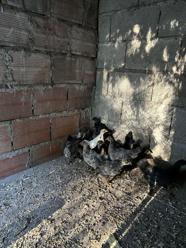 Ovos galados AUSTRALORP.
