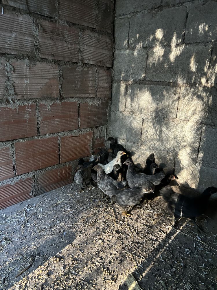 Pintos e Ovos galados AUSTRALORP