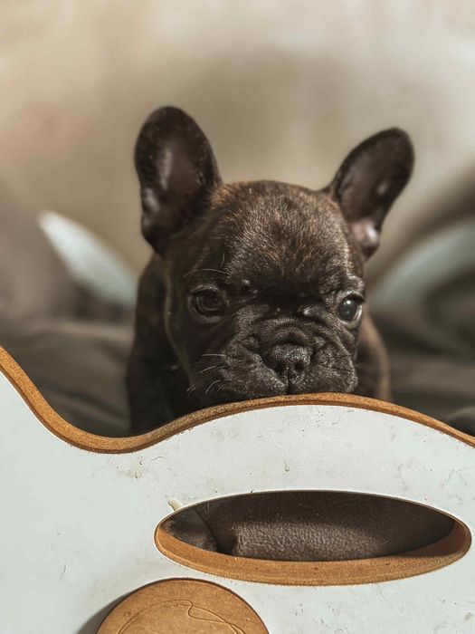 Gracjan Buldog francuski ZKWP