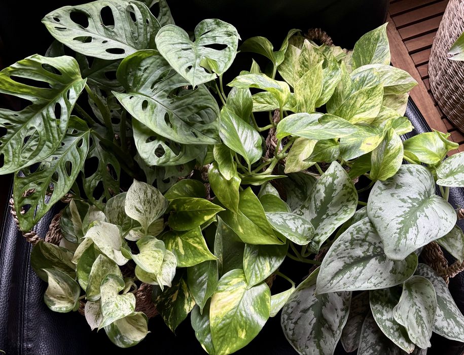 Ампельні рослини(звисаючі ліани) Сциндапсус,монстера,епіпремнум, плющ