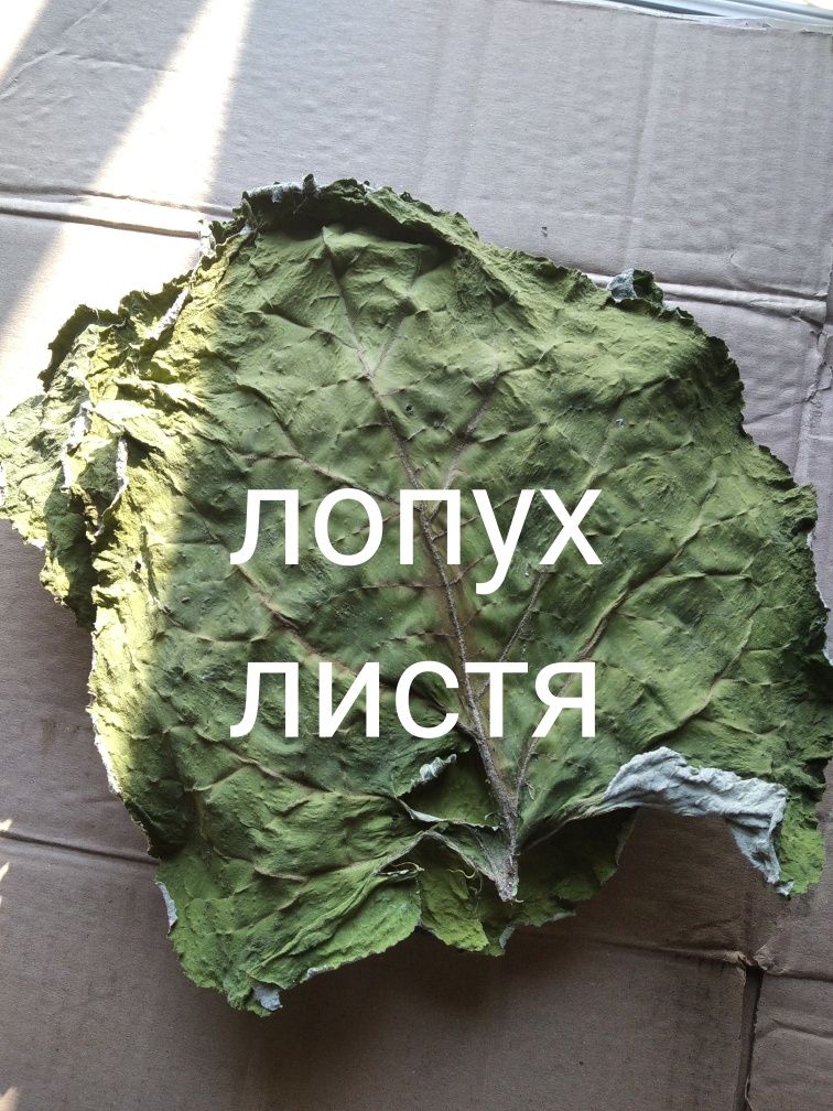 Лопух.           Листя