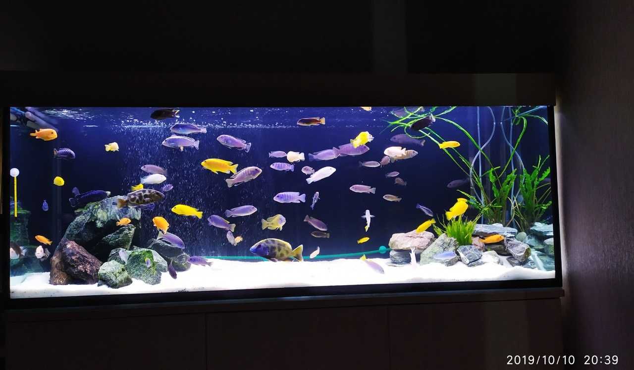 Чистка аквариума в Житомире и области
