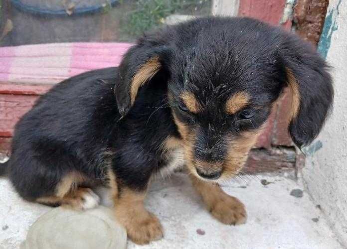 Цуценята від самки кокерспаніель