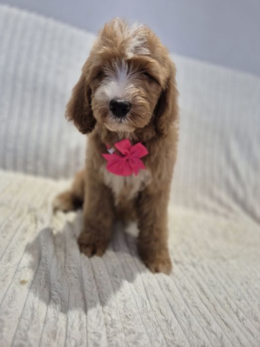 Goldendoodle f1 standard