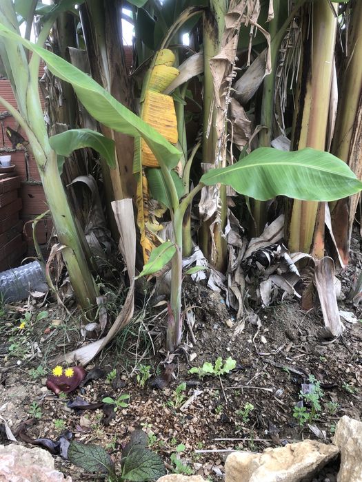 Bananeiras para Plantar
