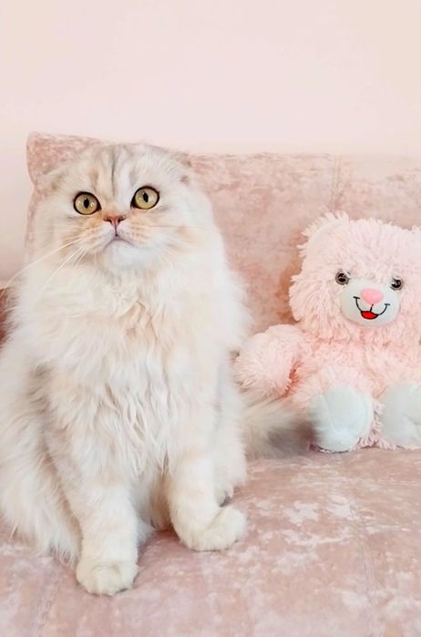 Висловухий хлопчик,  котик шиншилка