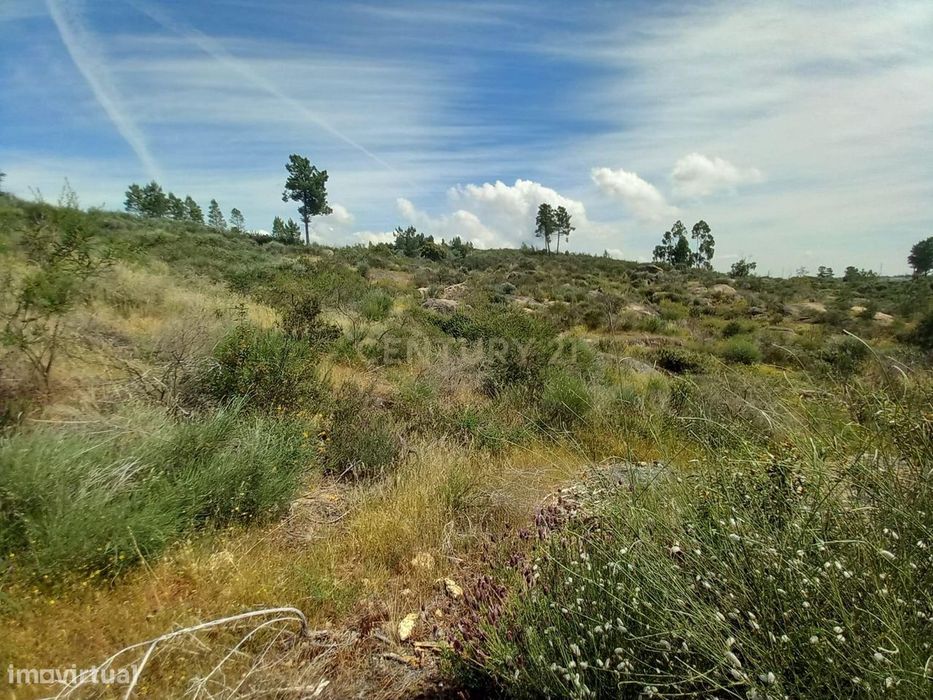 Terreno Rustico com 13300m2 Palvarinho-Salgueiro do Campo