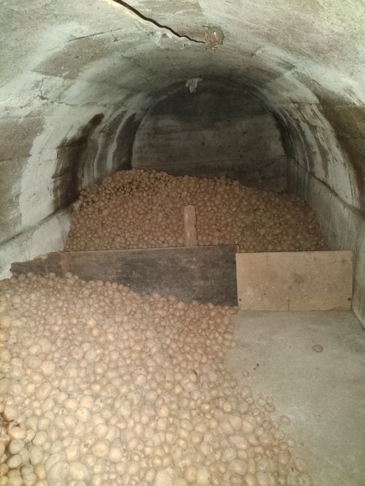 Ziemniaki 3 odmiany Irga Michalina Jurek