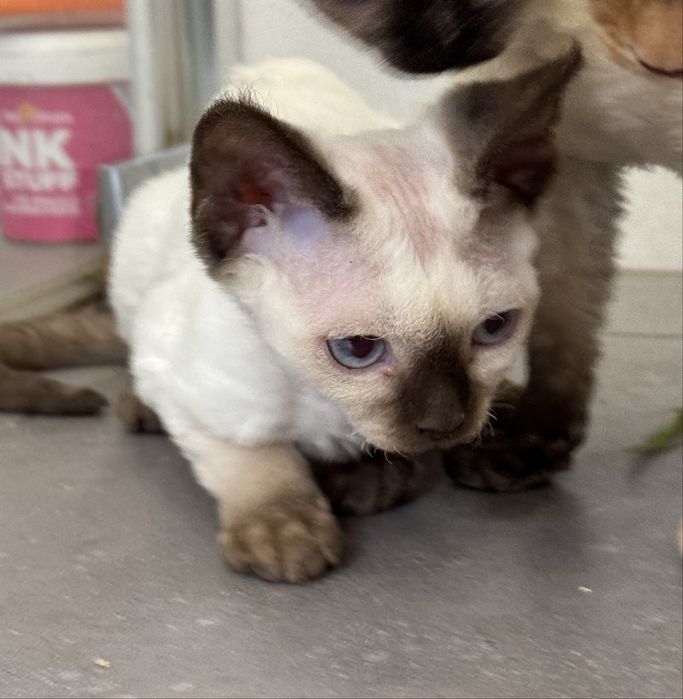 Piękna niebieskooka kotka Devon Rex !!