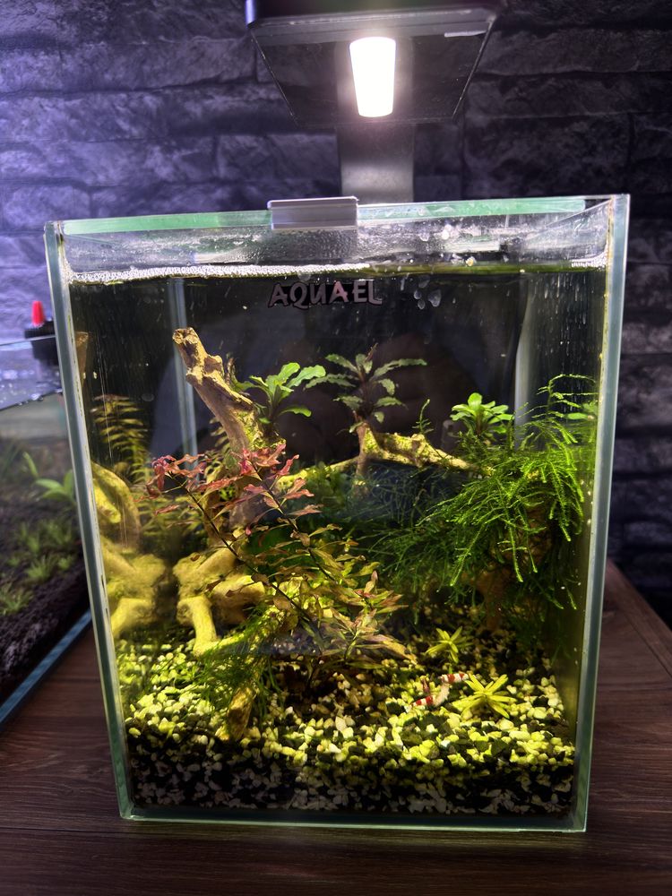 Akwarium kostka 20x20x25, krewetkarium 10 litrow