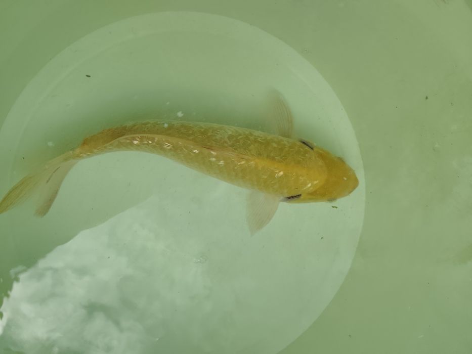 Carpa koi karashigoi