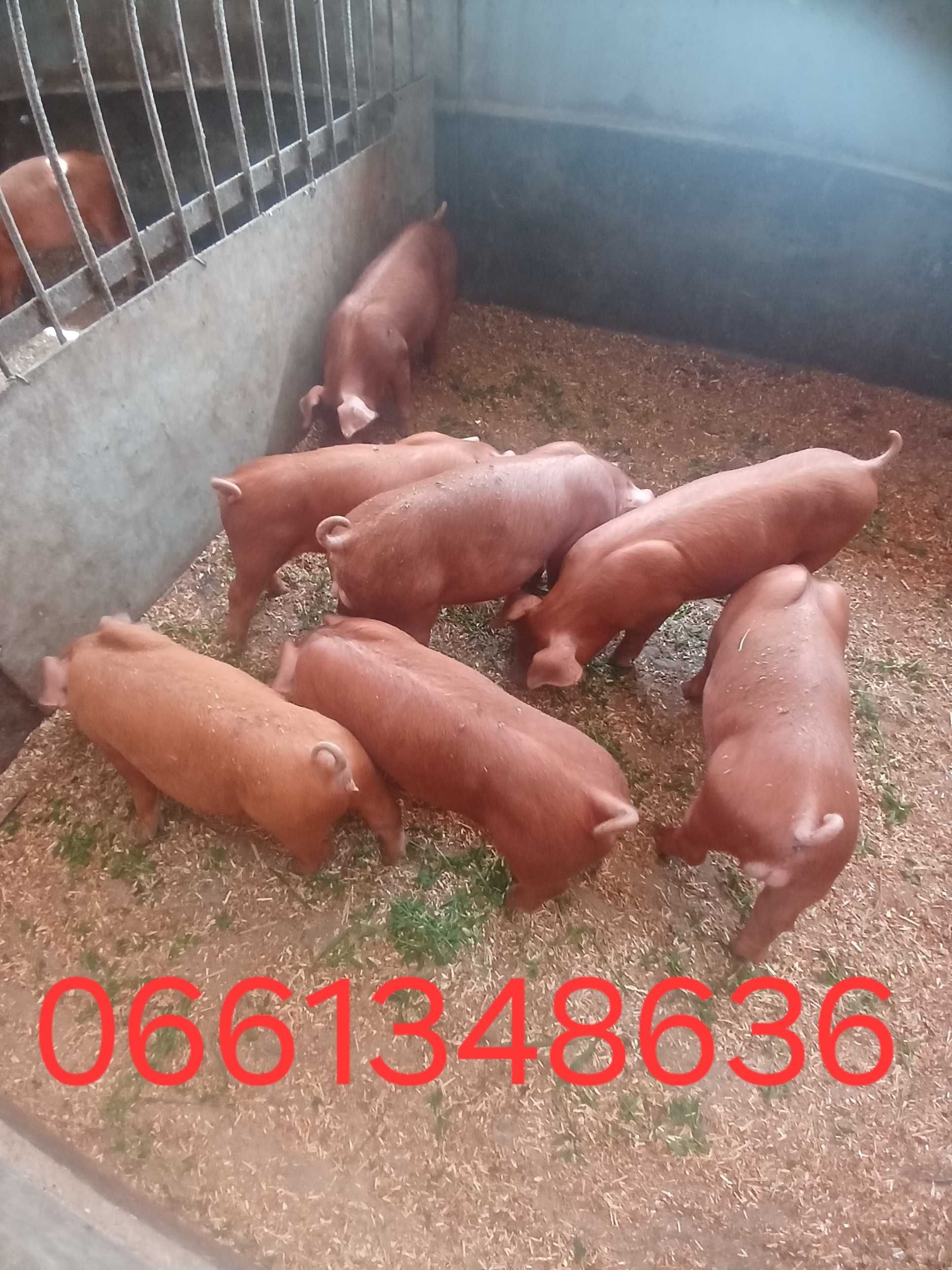 Поросята Дюрок на племя