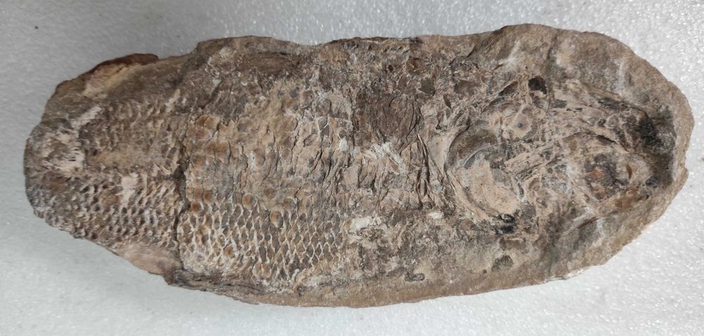 Pedra com fóssil de peixe