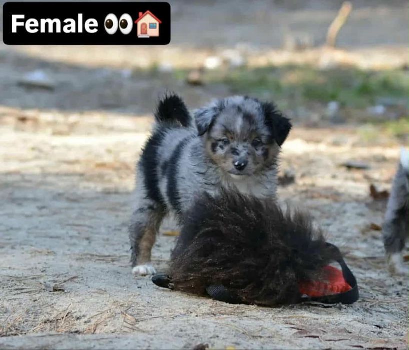 Miniaturowy Owczarek Amerykański- suczka blue merle