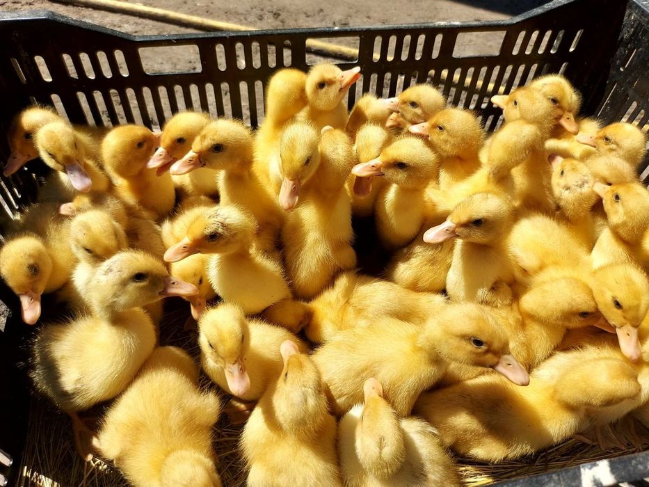 Продам курчата,каченята та гусенята